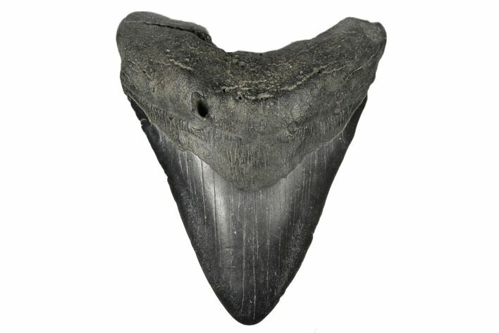 Fossil Megalodon Tooth - South Carolina #180870